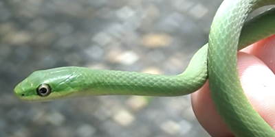 Wilmington snake