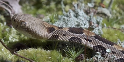 Wilmington snake